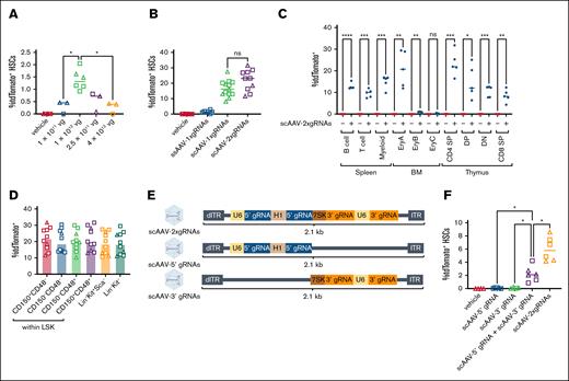 Robust in situ HSC gene editing in neonatally injected mice. (A) Percentage TdTomato+ among BM HSCs at 8 weeks after injection of P1 to P3 neonates. Animals received vehicle control or the indicated dose (vg) of ssAAV-1xgRNAs. One-way ANOVA with Brown-Forsythe and Welch correction. ∗P < .05. Data compiled from 3 independent experiments. (B) Comparison of percentage tdTomato+ HSCs in animals receiving vehicle or 1 × 1012 vg per mouse of either ssAAV-1xgRNAs or scAAV-1xgRNAs or scAAV-2xgRNAs. One-way ANOVA with Brown-Forsythe and Welch correction. Data compiled from 4 independent experiments. (C) Frequency of TdTomato+ cells among different cell lineages in the spleen, BM, and thymus of animals injected with vehicle or 5 × 1012 vg per animal scAAV-2xgRNAs. B cell, B220+; T cell, CD3+; myeloid, B220−CD3−; EryA, CD71highTer119+; EryB, CD71intermediateTer119; EryC, CD71−Ter119+; CD4 SP, CD3+CD4+CD8−; DP, CD3+CD4+CD8+; DN, CD3+CD4−CD8−; and CD8 SP, CD3+CD4−CD8+. Unpaired t test with Welch correction. ∗P < .05; ∗∗P < .01; ∗∗∗P < .001; ∗∗∗∗P < .0001. Data compiled from 4 independent experiments. (D) Frequency of TdTomato+ cells among downstream BM progenitors in animals that received 1 × 1012 vg scAAV-2xgRNAs. One-way ANOVA with Brown-Forsythe and Welch correction. Data compiled from 4 independent experiments. (E) Design of dual AAV vectors delivering separated CRISPR editing components. (F) Frequency of TdTomato+ HSCs in single or dual AAV delivery groups in neonatally injected Ai9;SpCas9-EGFP at 8 weeks after injection. Neonates were injected systemically with vehicle or with 2 × 1011 vg per animal of either scAAV-5′ gRNA only or scAAV-3′ gRNA only or scAAV-5′ gRNA and scAAV-3′ gRNA together or scAAV-2xgRNAs (ie, scAAV delivering 5′ gRNA and 3′ gRNA in 1 vector). One-way ANOVA with Brown-Forsythe and Welch correction. ∗P < .05. Data compiled from 2 independent experiments. Females, square; males, triangles. dITR, defective inverted terminal repeat; ITR, inverted terminal repeat. Panel E created with biorender.com. Karimzadehfard A. (2025) https://biorender.com/3vjs8fl.