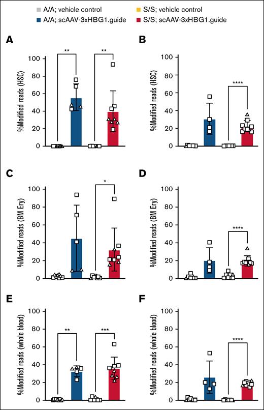 Efficient HSC editing at the HBG1 promoter in Townes;SpCas9-EGPF animals.HBBA/A and HBBS/S animals were IV injected as adults (A,C,E) or neonates (B,D,F) with vehicle or scAAV-3xHBG1.gRNA and analyzed 12 weeks after injection. Approximately 4 × 1012 vg per animal was used for adults and ∼2 × 1011 vg per animal was used for neonates. HBG1 promoter modification in HSCs of adult injected (panel A) or neonatally injected (panel B) animals. HBG1 promoter modification in BM Ery progenitors from adult injected (panel C) or neonatally injected (panel D) animals. HBG1 promoter modification in whole blood from adult injected (panel E) or neonatally injected (panel F) animals and analyzed 12 weeks after injection. One-way ANOVA with Brown-Forsythe and Welch correction. ∗P < .05; ∗∗P < .01; ∗∗∗P < .001; ∗∗∗∗P < .0001. Data compiled from 4 (panels A,C,E) or 3 (panels B,D,F) independent experiments. Females, square; males, triangles. A/A, healthy HBBA/A; BM Ery, BM erythroid; S/S, sickle homozygote HBBS/S.