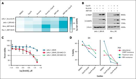 SOX11i, alone or combined with IBN and venetoclax, enhances apoptotic cell death in resistant MCL cells. (A) Apoptosis was measured using an AnnV/PI assay in IBN-resistant cell lines (JeKo-1_IBN-R and JeKo-1_BTK-KD) and venetoclax-resistant cell lines (Mino_ABT-199-R and Rec-1_ABT-199-R) after 24 hours of cotreatment with Cpd R (20 μM) with IBN (10 μM) or ABT-199 (0.5 μM). (B) JeKo-1_IBN-R and Mino-VR cells were incubated with IBN (10 μM) ± Cpd R (20 μM), and ABT-199 (0.5 μM) ± Cpd R (20 μM) for 24 hours, after which C-PARP and CASP3 cleavage were monitored by immunoblotting analysis. β-Actin was assayed to ensure equivalent loading and transfer. (C) CD19 knockout cells (JeKo-1_IBN-R) were treated with varying concentrations of IBN (0-16 μM) for 48 hours. Cell viability at each drug concentration was then quantified and expressed as a percentage relative to the DMSO control. (D) Patient-derived xenograft cells were treated with Cpd R at the specified concentrations (20-40 μM) for 2 different time points (24 hours and 48 hours). Cell viability was measured following treatment and compared to the DMSO control. VEN, venetoclax.