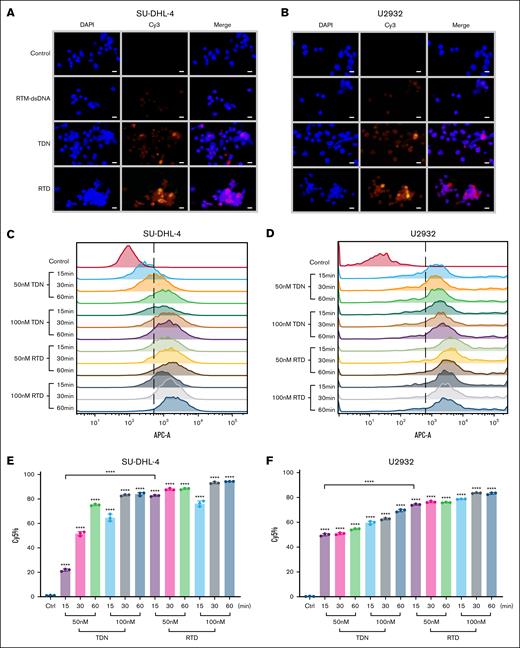 The assessment of tumor cell uptake capacity for RTD. (A) Representative fluorescent microscopy images of SU-DHL-4 (scale bar, 50 μm). (B) Representative fluorescent microscopy images of U2932 (scale bar, 50 μm). (C) Flow histogram of Cy5 positivity after incubating SU-DHL-4 cells with Cy5-labeled TDN/RTD. (D) Flow histogram of Cy5 positivity after incubating U2932 cells with Cy5-labeled TDN/RTD. (E) Statistical analysis of Cy5 positive cells from panel C. (F) Statistical analysis of Cy5 positive cells from panel D. The results of histogram from panels E-F are shown as mean ± SD (n = 3; ∗∗∗P < .001; ∗∗∗∗P < .0001), compared to control group by 1-way ANOVA. Unpaired t test was used for comparison between 2 groups.