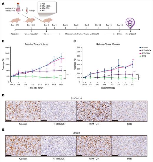 Evaluation of the antitumor effect of RTD in vivo. (A) Schematic diagram of subcutaneous tumor model construction. (B) The change curve of SU-DHL-4 tumor tissue. (C) The change curve of U2932 tumor tissue. The results of histogram from panels B-C are shown as mean ± SD (n = 6; ∗P < .05; ∗∗P < .01; ∗∗∗P < .001; ∗∗∗∗P < .0001), compared to control group by 1-way ANOVA. (D) Representative Ki67 immunohistochemical staining of SU-DHL-4 tumor tissue. (E) Representative Ki67 immunohistochemical staining of U2932 tumor tissue. ns, not significant.