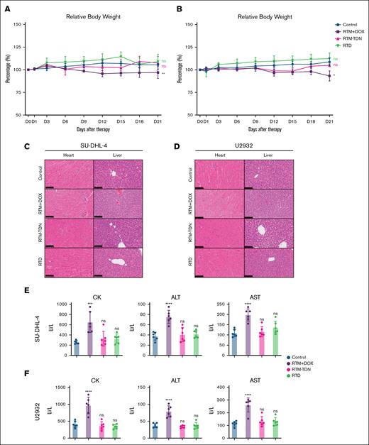 Cardiotoxicity assessment of RTD. (A) Weight change curve of SU-DHL-4 tumor model. (B) Weight change curve of U2932 tumor model. (C) Representative images of hematoxylin and eosin (H&E) staining of SU-DHL-4 tumor tissues. (D) Representative images of H&E staining of U2932 tumor tissues. (E) Serum biochemistry examination of SU-DHL-4 tumor bearing mice. (F) Serum biochemistry examination of U2932 tumor-bearing mice: CK, ALT, and AST. The results of histogram from panels E-F are shown as mean ± SD (n = 6; ∗P < .05; ∗∗P < .01; ∗∗∗P < .001; ∗∗∗∗P < .0001), compared to control group by 1-way ANOVA. ALT, alanine transaminase; AST, aspartate transaminase; CK, creatine kinase; ns, no significance.
