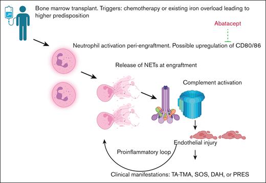 Schematic hypothesis of how abatacept reduces endothelial injury post-HSCT. Hypothesis of our proposed mechanism including neutrophil activation leading to production of NETs, activation of complement system, and endothelial injury, along with the possible role of abatacept in ameliorating these manifestations.