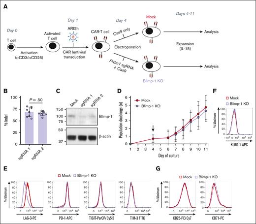 LAG-3 expression is reduced on Blimp-1 KO anti-BCMA CAR T cells. (A) Schematic of cell culture protocol for production of Mock and Blimp-1 KO CAR T cells. (B-C) Blimp-1 deletion efficiency in KO CAR T cells when electroporated with 1 of 2 different Prdm1-targeting guide RNAs (sgRNA1 or sgRNA2). Displayed as Inference of CRISPR Edits analysis to calculate percentage of cells containing Blimp-1 indels (B) and abundance of Blimp-1 protein as measured by western blotting (C). (D) CAR T-cell growth from day 1 after CD3/CD28-mediated stimulation, based on daily cell counts and displayed as the cumulative number of population doublings (n = 6). Arrow indicates day of electroporation. (E-G) Expression of inhibitory receptors lymphocyte activation gene-3 (LAG-3), programmed cell death protein-1 (PD-1), T cell immunoreceptor with Ig and ITIM domains (TIGIT) and T cell immunoglobulin and mucin-domain containing-3 (TIM-3) (E), killer cell lectin-like receptor subfamily G member-1 (KLRG-1) (F), or activation markers CD25 and CD71 (G) on CD8+ CAR+ Mock and Blimp-1 KO CAR T cells, representative of 4 (F) or 7 (E,G) experiments. Graphs show means ± standard deviation (SD).