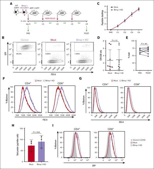 Blimp-1 KO CAR T cells successfully eliminate tumor cells in multiple rounds of cocultures. (A) Schematic of cell culture protocol for repeated challenges of Mock and Blimp-1 KO CAR T cells with GFP-expressing ARP-1 (ARP-1-GFP) cells. (B) Survival of ARP-1-GFP cells at the end of the consecutive cocultures, assessed by flow cytometry to detect GFP+ cells and displayed as fluorescence-activated cell sorting (FACS) plots. Control cells are ARP-1-GFP cells cultured without CAR T cells. (C) CAR T-cell expansion from before the first challenge (PRE) and after each of the 4 successive challenges (C1-C4), based on cell counts and displayed as the cumulative number of population doublings (n = 10). (D) Ratio of CD4+ and CD8+ cells at the end of the fourth challenge. (E) Efficiency of Blimp-1 deletion in KO CAR T cells before (pre) and after (post) repeated challenges measured by Inference of CRISPR Edits analysis to calculate percentage of cells containing indels in the Prdm1 gene. (F-G) Forward scatter (F) and side scatter (G) analysis of CD4+ and CD8+ CAR+ Mock and Blimp-1 KO CAR T cells. Shown are representative histograms (n = 8). (H) Total protein content of repeatedly challenged Mock and Blimp-1 KO CAR T cells, measured by Bradford assay. (I) De novo protein synthesis in CD4+ and CD8+ CAR+ Mock and Blimp-1 KO CAR T cells, as measured by the incorporation of O-propargyl-puromycin (OPP). Negative control is cells treated with cycloheximide (CHX). Shown are representative histograms (n = 2). Graphs show means ± SD. GFP, green fluorescent protein.