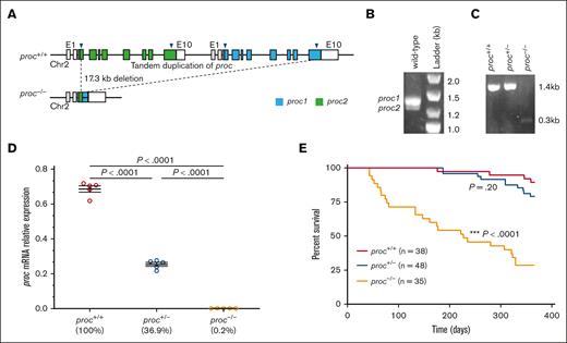Complete loss of proc results in late onset lethality. (A) proc is duplicated in tandem, with near complete identify at the nucleotide and amino acid sequence level. Two sgRNAs (arrowheads) targeting identical sequences in both copies of exons 4 and 10 produced a 17.3-kb gene deletion resulting in nearly complete ablation of both proc copies. The locus is displayed in 5′ to 3′ orientation, but the actual genomic orientation is in reverse, and thus the copies are named according to the latter nomenclature. (B) proc1 is the predominant expressed copy of proc. Qualitative reverse transcription PCR with primers that match identical sequences in both copies reveals 2 bands that correspond to proc1 and proc2 predicted sizes. (C) DNA gel electrophoresis using a single primer pair that amplifies both copies showed the truncated genomic proc PCR product (0.3 kb) after CRISPR-mediated deletion. (D) qPCR (quantitative PCR) data of total proc expression revealed a 63% decrease in the heterozygous mutant embryos, and 99.8% decrease in homozygous mutants, (P < .0001 by t testing). (E) Survival curves indicated significant mortality in proc−/− mutants by 1 year of age using log-rank (Mantel-Cox) testing (P < .0001). Chr, chromosome.