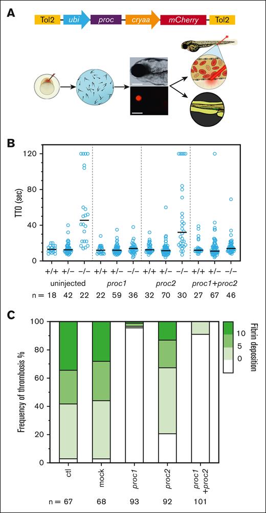 proc1 rescues the loss of PC function. (A) Plasmid constructed for proc rescue experiments. proc1 or proc2 were cloned separately under regulation of the ubi promoter. The mCherry gene driven by cryaa was used as an indicator of successful injection and expression of the plasmid construct. Outline of procedure for injection of proc expressing constructs and analysis. One-cell–stage embryos from proc+/− incrosses were injected with proc1, proc2, or a mixture of both. Injected embryos were raised to 3 dpf and screened for mCherry lens expression (scale bar, 250 μm), indicating successful injection and expression. mCherry-positive fish were selected for laser-mediated endothelial injury at 3 dpf or spontaneous thrombosis at 5 dpf in the Tgfgb-eGFP background. Scale bar, 250 μm. (B) Expression of proc1, but not proc2, is sufficient to rescue occlusion after endothelial injury in proc homozygous mutants at 3 dpf. (C) Overexpression of proc1 resolves spontaneous thrombosis in proc−/− fish at 5 dpf. The mock group was injected with vehicle only (P < .0001 in mock vs proc1; P < .0001 in mock vs proc1 + proc2; P < .01 in mock vs proc2; by χ2 testing). All studies were performed by an observer blinded to genotype and treatment. The fibrin deposition scale indicates the number of thrombi counted in each larva, binned into 4 groups. Ctl, control.