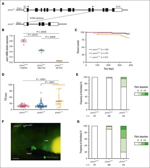 Loss of pros1 partially phenocopies the proc mutation. (A) Two sgRNAs were selected to target exons 1 and 11 (indicated by arrowheads) and resulted in an 8.3-kb deletion. (B) qPCR of pros1 expression demonstrated 45% and 93% reduction in heterozygous and homozygous mutants, respectively; n = 4 in each group. Data were analyzed by unpaired 2-tailed t test and plotted as mean ± standard error of the mean. (C) Mortality tracking showed no survival defect in pros1-null fish. Log-rank (Mantel-Cox) testing revealed no significant difference between each group. (D) Laser-mediated endothelial injury revealed a significant coagulation defect in pros1 mutants (P < .0001 by Mann-Whitney U testing). Bars indicate median TTO. (E) pros1 mutants demonstrate significant spontaneous venous thrombosis (Fishers exact test P = .001 between pros1+/+ and pros1−/−) but to a far lesser degree than proc mutants. (F) Representative light microscopic image reveals spontaneous thrombosis in the heart of a pros1−/− mutant (scale bar, 100 μm), which was found in the majority of this group upon quantification (G). Fishers exact test P < .0001 between pros1+/+ and pros1−/−. All observations were performed by an observer blinded to genotype or condition. The fibrin deposition scale indicates the number of thrombi counted in each larva, binned into 4 groups.