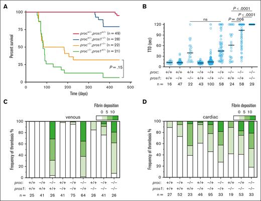 Additive effects of proc paralogs and pros1. For all experiments, proc and pros1 mutants were interbred to produce double heterozygotes, and then incrossed. (A) Mortality tracking showed no survival advantage or detriment in proc;pros1 double knockout fish in comparison with proc-null mutants. Log-rank (Mantel-Cox) testing revealed no significant differences between those groups. The results demonstrate nearly 100% proc+/−;pros1+/− survival, consistent with wild-type. (B) Laser-mediated endothelial injury was performed on the PCV at 3 dpf, followed by genotyping. Homozygous proc mutants demonstrated a higher TTO compared with pros1. Increasing TTO was dose dependent on the number of mutant alleles, and occlusion was completely absent in the double homozygotes. Statistical significance was determined by Mann-Whitney U testing. (C) In contrast to TTO, there was not much of an additive effect between proc and pros1 on spontaneous thrombosis. Larvae were scored for thrombosis along the PCV based on GFP intensity at 5 dpf, followed by genotyping. Fishers exact test P value <.0001 in the following groups: proc+/+;pros1+/+ vs proc−/−;pros1+/+, proc+/+;pros1+/− vs proc−/−;pros1+/−, proc+/+;pros1−/− vs proc−/−;pros1−/−, and proc+/−;pros1−/− vs proc−/−;pros1−/−. P value <.001 between proc+/−;pros1+/− vs proc−/−;pros1+/−. P value <.01 between proc+/−;pros1+/− vs proc+/−;pros1−/−. Other comparisons were not statistically significant. (D) Larvae were scored for intracardiac thrombosis based on GFP intensity at 5 dpf, followed by genotyping. Fishers exact test P value <.001 in the following groups: proc+/+;pros1+/+ vs proc−/−;pros1+/+, proc+/−;pros1+/+ vs proc−/−;pros1+/+ and proc+/+;pros1+/− vs proc−/−;pros1+/−. P value <.05 in the following group: proc+/+;pros1−/− vs proc−/−;pros1−/−, and proc−/−;pros+/+ vs proc−/−;pros1−/−. Other comparisons were not statistically significant. The fibrin deposition scale indicates the number of thrombi counted in each larva, binned into 4 groups. ns, not significant.