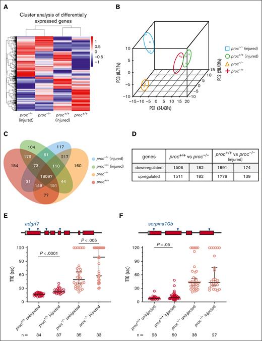 RNA-seq reveals distinct changes in gene expression in the proc mutant. (A) Cluster analysis of gene expression in wild-type and proc−/− mutants at baseline and upon tail transection injury at 3 dpf. Color scale indicates log10 values. (B) Principal component analysis (PCA) 3-dimensional plot. Dots indicate biological replicates of each condition. (C) Venn diagram of the number of unique genes expressed in each condition. (D) Number of genes upregulated or downregulated between wild-type and proc−/− at baseline and after injury. (E-F) TTO assays in adgrf7 and serpina10b knockdowns. (E) sgRNAs targeting adgrf7 (arrowheads) were injected in wild-type and proc mutants, followed by laser-mediated venous endothelial injury; n = 34, 27, 35, and 33. (F) The delayed TTO in the serpina10b knockdown was only observed in wild-type larvae; n = 28, 50, 38, and 27. P values were calculated by Mann-Whitney U testing. All studies were performed by an observer blinded to genotype and treatment.