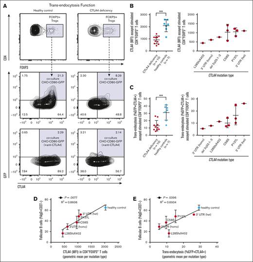 Reduced frequency of circulating FO B cells correlates with degree of congenital Treg dysfunction in CTLA4 deficiency. CHO-CD80-GFP cells were cocultured with activated T cells from the peripheral blood of patients with CTLA4 deficiency (n = 10) and healthy controls (n = 7). Gated CD4+FOXP3+ Tregs that had acquired GFP from CHO expressing CD80-GFP cells were scored positive for intact CTLA4-mediated transendocytosis. (A) Representative contour plots from a healthy control (left) and a patient with CTLA4 deficiency (right, heterozygous CTLA4 c.410C>T, p.P137L mutation carrier), shown at 2% of events with gating strategy outlined. Quantification of (B) total cellular CTLA4 levels by intracellular staining or (C) CTLA4 function by CD80-GFP transendocytosis as percent GFP+CTLA4+ in stimulated peripheral blood CD4+FOXP3+ Tregs from patients with CTLA4 deficiency compared with healthy controls (left) and compared by CTLA4 mutation type (right). Symbols represent unique individuals and bars represent means (± SD) of all data. ∗∗P < .01 by 2-tailed Mann-Whitney U test. (D-E) Correlations between FO B-cell frequency in the peripheral blood and severity of the underlying CTLA4 mutation type. Y-axes are FO B-cell frequency as percent IgD+CD27– B cells in the peripheral blood (data from Figure 1C, here shown as means ± standard error of the mean for all analyzed patients with the indicated CTLA4 mutation type or healthy control state, respectively). (D) X-axis is total cellular CTLA4 levels as MFI by intracellular staining in stimulated CD4+FOXP3+ Tregs (data from panel B, here consolidated as geometric mean per CTLA4 mutation type or healthy control state, respectively). (E) X-axis is CTLA4 function as CD80-GFP transendocytosis (percent GFP+CTLA4+) in stimulated CD4+FOXP3+ Tregs (data from panel C, here consolidated as geometric mean per CTLA4 mutation type or healthy control state, respectively). Simple linear regression with correlation coefficient (R2) and P value shown. Homo, homozygous; het, heterozygous.