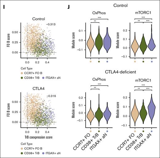 Increased mTORC1 signaling due to abundance of transitional and ABC-like aN B-cell clusters in patients with CTLA4 deficiency. (A) Volcano plot of shared differential gene expression analysis between bulk RNA-seq samples of flow-sorted resting FO and TrB populations (T1/2, T3; n = 3 healthy controls; significant differentially expressed genes defined by adjusted P value ≤ .01). (B) Adjusted P value of ingenuity pathway analysis pathway overlaps with significantly differentially expressed genes in TrB vs resting FO B cells. (C) Uniform manifold approximation and projection (UMAP) projection of total naïve (IgD+CD27–) B cells profiled by scRNA-seq from patients with CTLA4 deficiency (n = 4) and healthy controls (n = 3), annotated by naïve B-cell subtype. (D) Dot plot showing the marker gene expression of FO, TrB, and aN B-cell types by cell type annotation; color represents average normalized gene expression and size represents the percent cells with non-zero gene expression. (E) Heat map of scaled gene expression of top 30 differentially expressed genes between annotated cell types. (F) UMAP projection of total naïve (IgD+CD27–) B cells profiled by scRNA-seq, annotated by control or patients with CTLA4 deficiency. (G) Fraction representation of each annotated cell type within each donor scRNA-seq sample. (H) Average log2-fold change of significant differentially expressed genes (adjusted P value ≤ .05) between distinguishing CD38+ TrBs vs CCR7+ FO B cells plotted on the x-axis and average log2-fold change of significant differentially expressed genes between ITGAX+ ABC-like aN B cells vs CCR7+ FO B cells plotted on the y-axis, showing correlation in differential gene expression distinguishing both TrBs and ABC-like aN B cells from FO B cells. Differentially expressed genes that overlap with significant differentially expressed genes from the bulk RNA-seq analysis in panel A are outlined. (I) Single-cell module scores defined by TrB and ABC-like aN cells shared differentially expressed genes in both TrB and ABC-like aN cells plotted on the x-axis (TrB coexpression score), vs module scores defined by shared FO differentially expressed genes in FO cells on the y-axis (FO B score). Single cells from healthy controls are plotted separately from single cells from patients with CTLA4 deficiency to demonstrate consistent trends in cell type population scores. Pearson correlation rho values (−0.313 for healthy controls, −0.316 for patients with CTLA4 deficiency) were both significant (P < 2E−16). (J) Violin plots of module scores over msigDB hallmark oxidative phosphorylation and mTORC1 signaling pathways (see “Methods”) in healthy controls and patients with CTLA4 deficiency. Violin plots of single-cell module scores shown and evaluated for significance separately for healthy controls and patients with CTLA4 deficiency; ∗∗P < .001; ∗∗∗P < .0001. DEG, differentialy expressed gene; ERK, extracellular signal-regulated kinase; IL4, interleukin 4; msigDB, molecular signatures database; NAD, nicotinamide adenine dinucleotide.