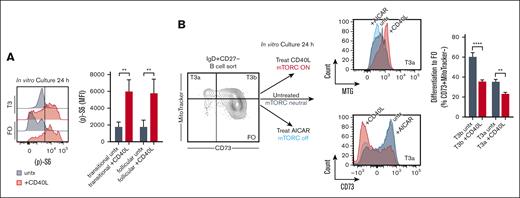 CD40L induces mTORC signaling and arrests FO B-cell maturation in vitro. (A) Levels of (p)-S6 by intracellular flow cytometry in transitional (T) and FO B-cell subsets, sorted and cultured for 24 hours in vitro with CD40L treatment (+CD40L) compared with without (untx) as indicated. Histograms are representative of 3 independent experiments. Quantified data, from 3 independent experiments, are means (± SD) of all data. ∗∗P < .01 by unpaired Student t test. (B) Differentiation by extracellular flow cytometry of T3a and T3b B cells, sorted and cultured for 24 hours in vitro with, compared with, without CD40L treatment or AICAR treatment to inhibit mTORC signaling as a control. Histograms are representative of 3 independent experiments, here showing differences in T3a B-cell levels of MitoTracker (MTG) and CD73 at 24 hours in culture by treatment condition as indicated. Differentiation to the FO B-cell stage was scored by the acquisition of the CD73+MTG− phenotype. Quantified data, from 2 independent experiments, are means (± SD) of all data. ∗∗P < .01; ∗∗∗∗P < .0001 by unpaired Student t test. AICAR, 5-aminoimidazole-4-carboxamide ribonucleotide; untx, untreated.