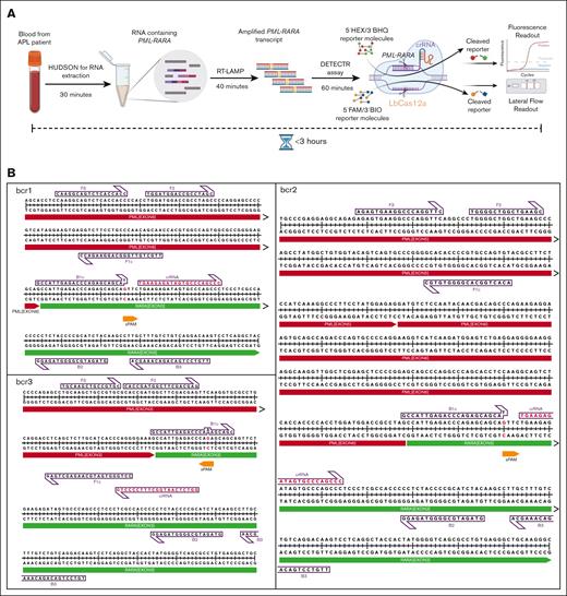 Design of RAPID-CRISPR assay. (A) Experimental workflow and timeline of RAPID-CRISPR assay for PML::RARA fusion transcript. (B) Illustration of LAMP primers and crRNA position on bcr1, bcr2, and bcr3 isoforms. sPAM, synthetic protospacer-adjacent motif.