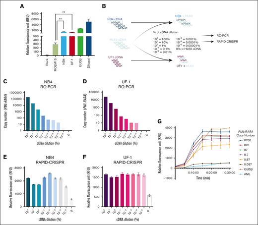 RAPID-CRISPR for the specific detection of PML::RARA fusion transcript. (A) Isoform-specific RAPID-CRISPR assay in APL and non-APL cell lines. The median with interquartile range is represented; P < .001. (B) Experimental workflow of cDNA dilutions for RAPID-CRISPR and RQ-PCR. (C-D) Quantification of PML::RARA copy number by RQ-PCR in NB4 (blue) and UF-1 (pink) cDNA dilutions. (E-F) Quantification of fluorescence by RAPID-CRISPR using cDNA dilutions in NB4 (blue) and UF-1 (pink). (G) LOD of PML::RARA using cDNA from an APL case.