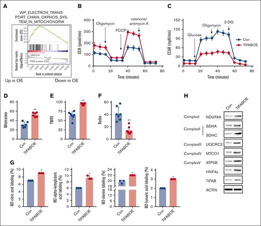 TIFAB overexpression enhances LSPC OXPHOS activity. (A) GSEA of RNA-seq data comparing vector control (Con) and TIFAB-overexpressing (TIFAB OE) LSPCs isolated from leukemic mice transplanted with either empty vector or TIFAB OE KMT2A::MLLT3 leukemia cells, indicating upregulation of OXPHOS with TIFAB overexpression. (B-C) OCR (Mito Stress test) (B) and ECAR (Glycolysis Stress test) (C) in Con and TIFAB OE LSPCs (n = 5). (D-F) Mitochondrial mass (n = 6) (D), mitochondrial membrane potential (n = 7) (E), and ROS levels (n = 7) (F) were assessed using MitoTracker, tetramethylrhodamine ethyl ester (TMRE), and CellROX, respectively, in Con and TIFAB OE LSPCs. (G) Fractional enrichment of 13C6-labeled intermediate metabolites in Con and TIFAB OE LSPCs, measured by GC/MS (n = 3). ∗P < .05; ∗∗P < .01. Tests used in panels D-G, Mann-Whitney U test. (H) Western blot analysis of key components of the ETC complexes I, II, III, IV, and V, as well as HNF4A and TIFAB in Con and TIFAB OE LSPCs (n = 3). ACTIN served as a loading control. FDR, false discovery rate; NES, normalized enrichment score.
