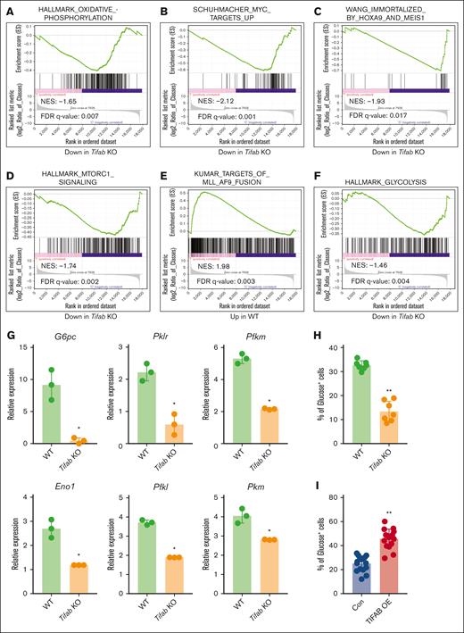 Tifab deletion disrupts signaling pathways regulating LSPC function. (A-F) GSEA of RNA-seq data comparing WT and Tifab KO LSPCs. Tifab KO LSPCs exhibit downregulation of gene sets associated with OXPHOS (A), Myc targets (B), HOXA9 and MEIS1 signaling (C), MTORC1 signaling (D), KMT2A::MLLT3 fusion targets (E), and glycolysis (F), compared with WT LSPCs. (G) Quantitative polymerase chain reaction analysis of glycolysis-related enzyme expression in WT and Tifab KO LSPCs. Representative results from 3 independent experiments, each performed with 3 replicates. (H-I) Glucose uptake in WT and Tifab KO (n = 7) (H) or Con and TIFAB OE (n = 16) LSPCs (I). ∗P < .05; ∗∗P < .01. In panel G, Mann-Whitney U test was used; in panels H-I, Student t test was used. FDR, false discovery rate; NES, normalized enrichment score.
