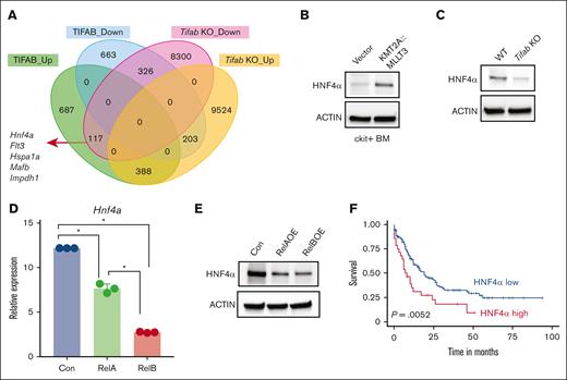 Hnf4a is a downstream target of TIFAB, negatively regulated by NF-κB. (A) Venn Diagram illustrating genes upregulated or downregulated in TIFAB OE KMT2A::MLLT3 LSPCs (compared with vector-expressed, GSE178853) and Tifab KO LSPCs (compared with WT). Among these genes, 117 were upregulated in TIFAB OE LSPCs while downregulated in Tifab KO LSPCs, including Hnf4a. (B-C) Expression of HNF4A protein in vector- and KMT2A::MLLT3−transduced cKit+ WT BM cells (B) or WT and Tifab KO LSPCs (n = 3). ACTIN served as a loading control. (D-E) Hnf4a mRNA (D) or protein (E) levels in KMT2A::MLLT3 LSPCs expressing either vector, RelA, or RelB. ∗P < .05, Mann-Whitney U test. (F) Higher expression of HNF4A mRNA in patients with AML (TCGA database) correlates with worse survival. P = .0052, log-rank test.
