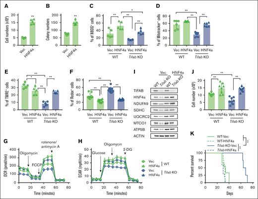 HNF4A overexpression rescues Tifab deletion–induced LSPC dysfunction. (A-B) HNF4A overexpression increases LSPC proliferation (n = 5) (A) and enhances colony formation (n = 5) (B). (C) Glucose uptake assessed by NBDG incorporation in WT or Tifab KO LSPCs transfected with either vector- (Vec) or HNF4A-expressing viruses (n = 5). (D-F) Mitochondrial mass (n = 5) (D), mitochondrial membrane potential (n = 5) (E), and ROS levels (n = 10) (F) in WT or Tifab KO LSPCs transfected with either Vec- or HNF4A-expressing viruses, measured using MitoTracker, TMRE, and CellROX, respectively. (G-H) OCR (G) and ECAR (H) in WT or Tifab KO LSPCs transfected with either Vec- or HNF4A-expressing viruses (n = 5). (I) Western blot analysis of key components of ETC complexes I, II, III, IV, and V, as well as TIFAB and HNF4A, in WT and Tifab KO LSPCs transfected with either Vec- or HNF4A-expressing viruses (n = 3). ACTIN served as a loading control. (J) Proliferation of WT or Tifab KO LSPCs transfected with either Vec- or HNF4A-expressing viruses (n = 8). (K) Survival curve of sublethally irradiated recipient mice transplanted with Vec- or HNF4A-transduced WT or Tifab KO KMT3A::MLLT3 LSPCs (n = 8 in each group). ∗P < .05; ∗∗P < .01. Statistical tests used in panels A-B, Mann-Whitney U test; in panels C-F and J, 1-way analysis of variance and Tukey multiple comparisons test; in panel K, log-rank test.