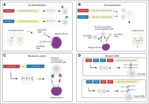 Strategies for delivery of dual-targeting CAR T cells. CD19 and CD22 are shown as an example of antigenic targets. (A) Coadministration: 2 independent products are generated and infused into patients. (B) Cotransduction: T cells are transduced with 2 different vectors, generating 1 single product with a mixed population of single antigen–targeted and bispecific CAR T cells. (C) Bicistronic vector: 1 single vector with binding domains for 2 different antigens is used. The vector is then cleaved and generates CAR T cells with 1 CAR for each antigen on their surface. (D) Bivalent tandem CAR: 1 vector generates 1 single CAR on the surface of the cell. That CAR has binding domains for 2 different antigens. TM, transmembrane; VH, variable heavy chain; VL, variable light chain.