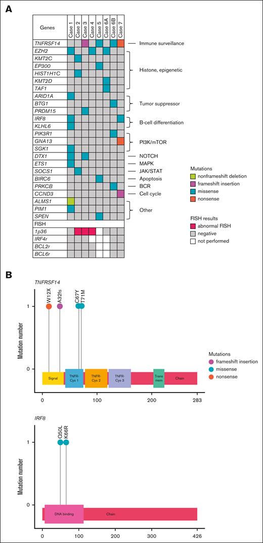 Genetic landscape of testicular follicular lymphoma. (A) Summary of sequencing and FISH findings in cases of T-FL. (B) Distribution of TNFRSF14 and IRF8 mutations at the protein level. BCR, B-cell receptor; JAK/STAT, Janus kinase/signal transducer and activator of transcription; MAPK, mitogen-activated protein kinase; NOTCH, notch signaling pathway; P13K/mTOR, phosphoinositide 3-kinase-mammalian target of rapamycin.
