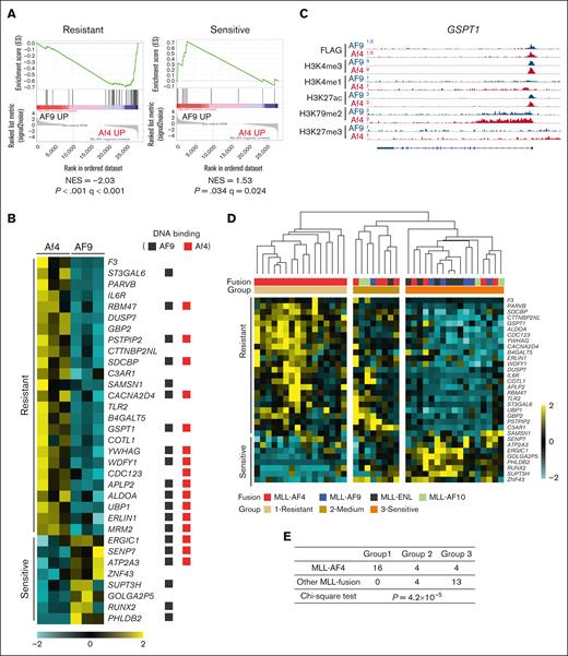 Prednisolone response genes are differentially regulated between MLL-Af4 and -AF9 ALL. (A) GSEA to assess enrichment of prednisolone-resistant and -sensitive signatures in MLL-Af4 compared with MLL-AF9 cells. (B) Heat map of resistant and sensitive signature genes from the leading-edge subsets of GSEA analysis in panel A. The genes with MLL-Af4 or -AF9 binding peaks were designated with red and black squares, respectively. (C) ChIP-seq tracks at GSPT1 loci as an example of resistant genes upregulated in MLL-Af4 ALL. (D) Unsupervised hierarchical clustering of MLL fusion ALL patient samples based on the expression of prednisolone response genes shown in panel B. Samples were clustered into 3 groups according to the expression pattern. Patient sample data was from the Andersson data set.8 (E) Distribution of MLL-AF4 and other MLL fusion patient samples in 3 clustering groups described in panel D. P value was calculated by χ2 test. NES, normalized enrichment score.