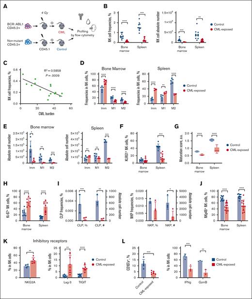 Host NK cell differentiation, maturation, and function are severely impaired in CML chimeric mice. (A) Schematic of experimental setup. Bone marrow cells from C57BL/6 CD45.2 transgenic BCR::ABL1 (CML) mice are transplanted into sublethally irradiated B6.SJL-Ptprca Pepcb/BoyJ mice. Nonmalignant CD45.2 cells were used to establish the control group. Splenic, blood, and bone marrow NK cells were collected at the end point (∼8-10 weeks after treatment) for further analysis. (B) The frequencies in total host cells (left) and absolute numbers (right) of bone marrow and splenic NK cells determined by flow cytometry. (C) Simple linear regression analysis showing a negative correlation between NK cell frequencies of total CD45.1+ cells in the spleen., and CML burden defined as frequencies of CML Gr1+CD11b+ myeloid cells of total CD45 splenic cells. Frequencies (D) and absolute numbers (E) of main NK cell maturation subsets in the spleen and bone marrow. (F) Frequencies of KLRG1+ cells in total host NK cells in control and CML mice. (G) NK cell maturation score (arbitrary units) in control and CML mice. Median with a range, unpaired 2-tailed t test. (H) Frequencies of Ki-67+ NK cells. (I) Frequencies (left Y-scale) and absolute counts (right Y-scale) of CLP (left plot) and NKP (right plot) in CML mice compared with control, mean ± standard deviation (SD). (J) Frequencies of NKp46+ cells in total host NK cells in the spleen. (K) Altered expression of inhibitory receptors on CML-exposed NK cells from spleen. (L) Left: target-specific degranulation in NK cells from control and leukemic mice. NK cells were sorted from the spleen and incubated with Yac-1 cells at an effector-to-target (E:T) ratio of 1:2 or alone for 4 hours. Degranulation was assessed by the presence of surface CD107a on NK cells measured by flow cytometry. Right: frequencies of IFN-γ+ and granzyme B+ NK cells after a 4-hour PMA/ionomycin stimulation. For panels B, D-F, H-L: mean ± SD, unpaired 2-tailed t test. For all experiments, ∗P ≤ .05; ∗∗P ≤ .01; ∗∗∗P ≤ .001; ∗∗∗∗P ≤ .0001; n = 3 to 12 mice per group. CLP, common lymphoid progenitors; GzmB, granzyme B; Imm, immature; Lag-3, lymphocyte activating gene 3; M1, intermediate; M2, mature NK cell subset; NKP, NK cell progenitors; TIGIT, T-cell immunoreceptor with immunoglobulin and tyrosine-based inhibitory motif domains.