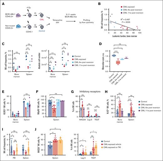NK cell abundance and phenotype gradually revert upon BCR-ABL loss. (A) Schematic of BCR-ABL reversion experiment. After acquiring CML, mice were treated with tetracycline water and analyzed at different posttreatment time points. (B) Simple linear regression analysis showing a negative correlation between bone marrow NK cell frequencies of total CD45.1+ cells (y-axis) and CML burden defined as frequencies of CD45.2 Gr1+CD11b+ cells of total hematopoietic cells in the bone marrow (x-axis). (C) NK cell frequencies and absolute counts in control and CML mice at the diseased stage and 6 and 11 weeks after silencing the oncogene. (D) Restoration of maturation upon reverting CML. (E-H) Restoration of KLRG1 (E), NKp46 (F), inhibitory receptors (G), and Ki-67 (H) expression in NK cells during tetracycline treatment. (I) NK cell frequencies in total host cells in the spleen and blood of control, vehicle-treated CML, and 3-week post-TKI CML mice. (J) The expression of inhibitory receptors NKG2A (left), Lag-3, and TIGIT (right) in host NK cells derived from control, vehicle-treated CML, and TKI-treated CML mice. For all experiments, mean ± SD was plotted. One-way analysis of variance (ANOVA) with Dunnett post-hoc correction, ∗P ≤ .05; ∗∗P ≤ .01; ∗∗∗P ≤ .001; ∗∗∗∗P ≤ .0001; n = 3 to 14 mice per group. Lag-3, lymphocyte activation gene 3; ns, non-significant; TIGIT, T-cell immunoreceptor with immunoglobulin and tyrosine-based inhibitory motif domains.