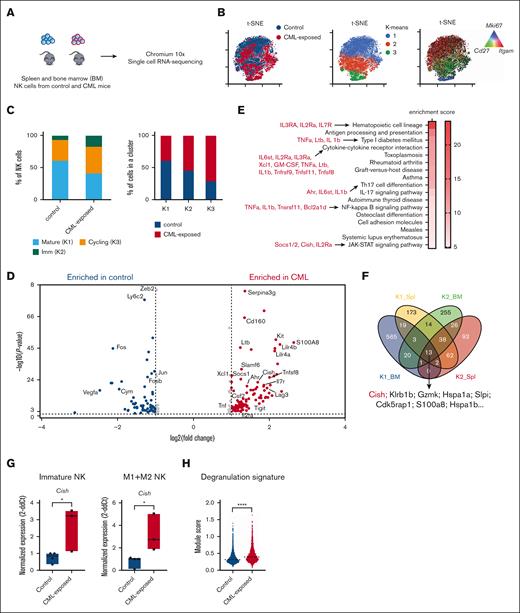 CML-exposed NK cells demonstrate an immature, proinflammatory gene signature. (A) Schematic of scRNAseq experiment. Control and CML-exposed CD45.1+ bone marrow (BM) and spleen NK cells were fluorescence-activated cell-sorted for further 10× workflow and Illumina sequencing. (B) Two-dimensional t-distributed stochastic neighbor embedding (t-SNE) plots of recovered single NK cells colored by condition (left plot), K-means cluster assignment (middle plot), or individual gene expression (right plot). (C) Bar plots of frequencies of each cluster in control and CML-exposed NK cells (left); bar plots of frequencies of control and CML-exposed NK cells in each cluster (right). (D) Volcano plot of DEGs between control and CML-exposed K1+K2 NK cells. (E) Pathways significantly enriched in CML-exposed NK cells. (F) Venn diagram of genes significantly upregulated in CML-exposed NK cells and overlapping across tissue-cluster combinations. K1_Spl, cluster 1 NK cells from spleen; K1_BM, cluster 2 NK cells from bone marrow; similar for cluster 2 (K2). (G) RT-PCR analysis validating overexpression of Cish in immature (left) and CD11b+ M1+M2 (right) NK cells sorted from control or CML mice. Median with a range, unpaired 2-tailed t test. (H) NK cell active degranulation score in control vs CML-exposed K1+K2 NK cells. Median, unpaired 2-tailed t test; ∗P ≤ .05; ∗∗P ≤ .01; ∗∗∗P ≤ .001; ∗∗∗∗P ≤ .0001.