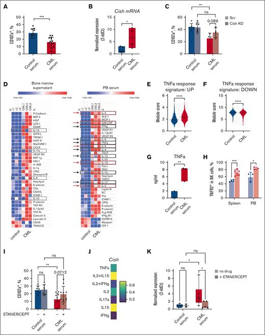 CML suppression of NK cell cytotoxicity is partially restored by targeting cytokine signaling. (A) The effect of CML soluble factors on target-specific NK cell degranulation. NK cells were sorted from healthy C57BL/6 CD45.2 mice and treated with peripheral blood serum samples from control or CML mice for 24 hours. Yac-1-specific degranulation was measured as described in Figure 2. (B) Cish transcript evaluation by RT-PCR in healthy wild-type NK cells exposed to serum from control or CML mice for 4 hours. Median with a range. (C) Target-specific degranulation in CishKD (shaded bars) or scrambled-treated NK cells preexposed to control or leukemic serum. Mean ± SD. (D) Soluble molecules differentially present in peripheral blood (PB serum) and bone marrow fluid of control and CML mice. Evaluated by enzyme-linked immunosorbent assay microarray from RayBiotech. All presented analytes besides those highlighted in gray in PB serum have significantly different concentrations between control and CML fluids. Highlighted in black (black arrow) are the cytokines previously described in patients with CML or mouse models. Cytokines highlighted in red (red arrow) signal through STAT5 and therefore have a potency to tonically induce Cish expression in NK cells. (E) NK cell “in vivo response to the TNFα” scores in control vs CML-exposed NK cells. Genes upregulated in NK cells upon in vivo treatment with TNFα are upregulated in CML-exposed NK cells,57 suggesting the sensitivity of NK cells to TNFα in leukemia in CML. Median. (F) Genes negatively regulated in NK cells upon in vivo treatment with TNFα are downregulated in CML-exposed NK cells.57 Median. (G) TNFα concentrations in blood serum samples of control and CML mice. Median with a range. (H) TNFR2+ cells in the blood and splenic NK cells of control and CML mice. Mean ± SD. (I) Target-specific degranulation in etanercept-treated (shaded) and untreated NK cells preexposed to control or leukemic serum. Mean ± SD. (J) Cytokines inducing Cish expression in NK cells in vivo.57 Z-scores are normalized to the baseline Cish expression in phosphate-buffered saline injection controls. Statistics and images were obtained at https://www.immune-dictionary.org/app/home. Only the cytokines and cytokine combinations upregulated in CML mice are displayed. (K) Cish expression in healthy wild-type NK cells, untreated or treated with etanercept (shaded), exposed to serum from control or CML mice for 6 hours. Median with a range. For all experiments, unpaired t test or 2-way ANOVA with Fisher's least significant difference test; ∗P ≤ .05; ∗∗P ≤ .01; ∗∗∗P ≤ .001; ∗∗∗∗P ≤ .0001; n = 3 to 14 mice per group. ns, nonsignificant.