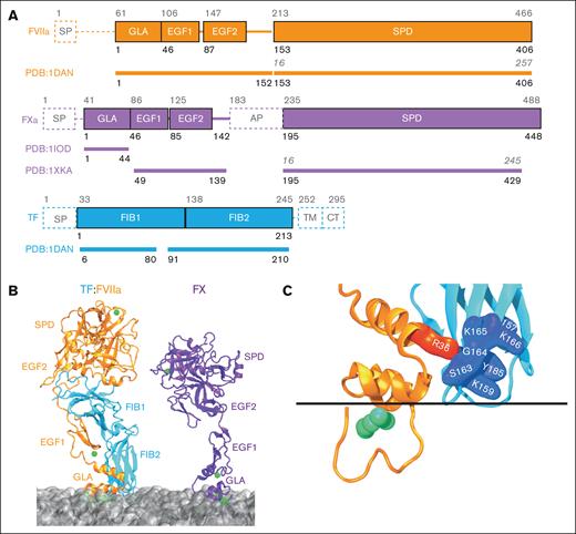 Components of the EC on the membrane surface before ternary complex formation. (A) Domain compositions of each EC component protein modeled in this study, with the sequence coverage of the template structures mapped below each protein. Residues are numbered based on the mature protein sequence (ie, the secreted or cell-surface form) in black below each component, whereas the corresponding residue numbers of the protein precursors are listed in gray for reference. The SPDs in the template crystal structures were reported following the chymotrypsinogen numbering system3 (gray italicized numbers above SPDs). (B) The membrane-bound sTF:FVIIa complex (blue and orange, respectively) next to membrane-bound FX (purple). FVIIa and TF first form a binary complex, which greatly increases the enzymatic activity of FVIIa, after which FX is recognized as a substrate. Assembly of the EC and the rate of FX activation are also enhanced significantly by association with anionic phospholipids in the membrane. Details of building the sTF:FVIIa and FX models are given in the supplemental Data. Bound Ca2+ ions are shown in green. (C) Closeup on the TF exosite and adjacent FVIIa-GLA domain. TF exosite residues (Y157, K159, S163, G164, K165, K166, and Y185)4 are highlighted, as is residue R36 of the nearby FVIIa-GLA domain,5 all of which are implicated from mutagenesis studies as potential binding partners for the FX-GLA domain. The black line depicts the approximate upper boundary of the membrane surface, as seen in MD simulations of the sTF:FVIIa complex.6 AP, activation peptide; CT, cytoplasmic domain; FIB, fibronectin type 3 domain; SP, signal peptide; TM, transmembrane.