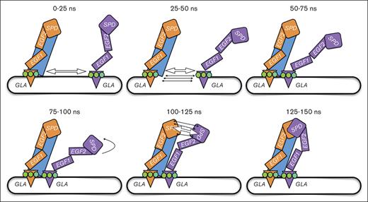 Schematic of the effects and timing of the application of different coordNum CVs used to induce binding between major domains in the EC during the first 150 nanoseconds of the simulation. TF is shown in blue, FVIIa in orange, and FX in purple, with major domains labeled. Arrows are used to show when the CVs were active to control the movement of the domains. Large arrows indicate a distance CV, whereas small arrows indicate a contact CV.