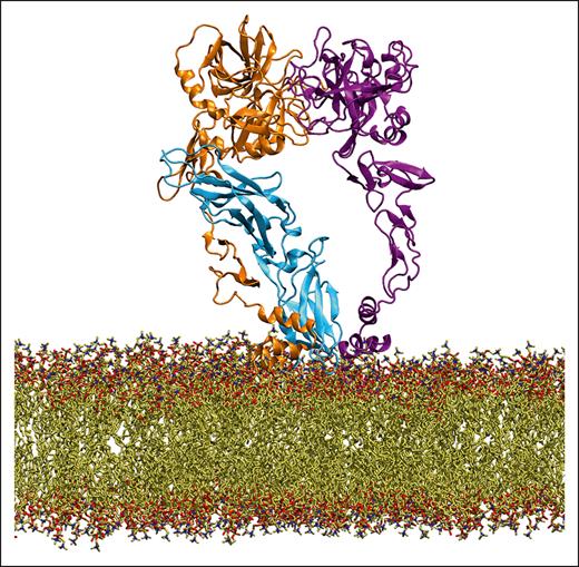 The final structure of EC formed on the surface of a membrane. FVIIa, sTF, and FX are shown in orange, blue, and purple, respectively. Membrane lipids are visible at the bottom in yellow, blue and red. Note that both FVIIa- and FX-GLA domains, as well as the bottom portion of sTF, remain engaged with the membrane. In the complex, TF plays the role of aligning the catalytic domain of FVIIa (SPD) with the protease domain of FX (top 2 globular domains). A PDB file of this structure (TF-FVIIa-FX-membrane_model.pdb) is available for download at https://doi.org/10.17605/OSF.IO/P8CSB.