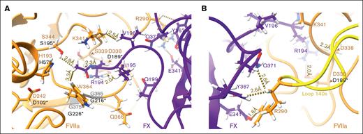 Interaction between FVIIa and FX protease domains in the model primarily involves the substrate-binding pocket of FVIIa. All snapshots were taken at the end of the equilibrium simulations (totaling 550 nanoseconds). FX is shown in purple, and FVIIa in orange. Key residues are illustrated as sticks, labeled and colored according to their respective molecules. The corresponding chymotrypsinogen numbering for critical residues is provided in black with an asterisk (∗). The catalytic triad residues H193, D242, and S344 (H57, D102, and S195 in chymotrypsinogen numbering) are emphasized in bold. Carbon atoms follow their respective molecule color schemes, while oxygen is red, nitrogen is blue, and hydrogen is white. (A) Close-up view of the FVIIa protease domain with the P1 residue of FX (R194) docked into the primary specificity pocket of FVIIa, comprising residues D338, G265, and G275 (corresponding to D189, G216, and G226 in chymotrypsinogen numbering).71-73 Because residues G265 and G275 lack side chains, the backbone of FVIIa at these locations was colored in gray. (B) A 90° rotated view of the specificity pocket in FVIIa, focusing on the 140s loop in FVIIa (residues W284-A294 and W142-A152 in chymotrypsinogen numbering, highlighted in yellow).