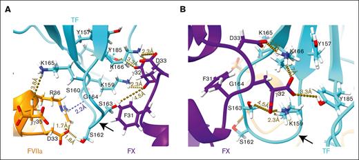 The TF exosite and 4 × Ser loop form an interface that interacts with the GLA domains of both FX and FVIIa. All snapshots were taken at the end of the equilibrium simulations (total 550 nanoseconds). FX is colored in purple, TF in cyan, and FVIIa in orange. Key residues involved in any interactions are shown as sticks and labeled accordingly. Carbon atoms are colored according to their respective molecules, oxygen in red, nitrogen in blue, and hydrogen in white. The black arrow points to the TF 4 × Ser loop. Distances between atoms (in Å) are represented as brown dotted lines, whereas the hydrogen bond between FVIIa residue R36 and the TF backbone carbonyl at residue S160 is represented by a blue dotted line. (A) Closeup view of the TF 4 × Ser loop and exosite region, highlighting key residues in TF, FX, and FVIIa involved in TF:FVIIa or TF:FX interactions. (B) A 90°-rotated view of the TF 4 × Ser loop/exosite interface, providing an alternative view focused on the TF:FX interactions.