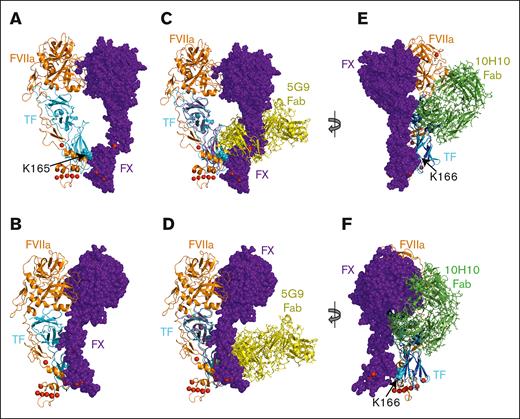 Current and previous models of EC differ regarding steric clash between FX and the anti-TF antibodies, 5G9 and 10H10. Models of EC from (A) this study and (B) Norledge et al (1NL8),25 exhibiting very different binding modes of FX to TF:FVIIa. In all panels, FVIIa (orange) and sTF (cyan) are shown as ribbons, whereas FX (purple) is shown as spheres. TF residues K165 and K166 are also shown as spheres, to highlight the TF exosite. (C-D) The models from panels A-B, respectively, superimposed with the X-ray structure of sTF bound to the Fab of the inhibitory anti-TF antibody, 5G9 (PDB 1AHW),17 done by aligning the sTF components using PyMOL version 2.5.4, Schrodinger, LLC. Coloring is the same as in panels A-B, except that the sTF from 1AHW is colored magenta, and 5G9 Fab (yellow) is shown as ribbons, with side chains as sticks. In both models, significant steric clash occurs between 5G9 Fab and FX. (E-F) The models from panels A-B, respectively, superimposed with the X-ray structure of sTF bound to the Fab from the noninhibitory antibody, 10H10 (4M7L),79 with the models rotated leftward to better view the bound 10H10 Fab. Coloring is the same as panels A-B except that the sTF from 4M7L is colored a darker blue, and 10H10 Fab (green) is shown as ribbons, with side chains as sticks. Note the lack of any steric clashes between 10H10 Fab and FX in the current model shown in panel E. In contrast, there is substantial steric clash between 10H10 Fab and FX in the Norledge et al model, shown in panel F.