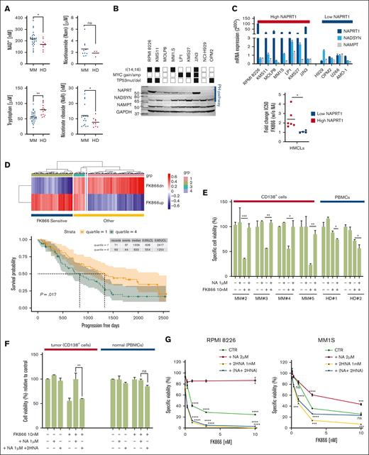 NAPRT targeting makes MM cells more sensitive to NAD+-lowering agents. (A) Quantification of indicated extracellular NAD+ metabolites in BM plasma derived from 15 patients with NDMM and 10 healthy donors, using LC-MS/MS. Data are mean ± standard deviation; ∗P < .04 (Welch test), ∗∗P = .007 (t test). (B) Western blot (WB) showing indicated protein expression across a panel of MM cell lines with different genetic backgrounds (black and white squares refer to presence or absence of indicated abnormalities, respectively). Glyceraldehyde-3-phosphate dehydrogenase (GAPDH) was used as a loading control (bottom blot). One representative experiment is shown. (C) NAPRT, NADSYN, and NAMPT mRNA levels were evaluated in a panel of HMCLs by quantitative reverse transcription polymerase chain reaction (qRT-PCR) using the 2-ΔΔCt method, with normalization to GAPDH. MM cells are divided into low- and high-NAPRT–expressing cells (top); the bottom panel shows the ratio (FC) of FK866 50% inhibitory concentration value for all the tested MM cell lines in the presence vs absence of NA (0.5 μM) supplementation. (D) Heat map showing FK866 activity signature expression in patients with MM derived from the CoMMpass data set grouped by GSVA method as FK866-sensitive patients (a group of patients with gene expression in accordance with FK866 treatment). “Other” includes patients with nonoverlapping profiles (top). Kaplan-Meyer curves of the PFS probability of FK866-sensitive patients, divided into quartiles for their expression of NAPRT. Log-rank test is used to compute the P value (log-rank test). First and fourth quartiles of NAPRT expression are represented in red and blue, respectively (bottom). (E) CD138+ primary cells from patients with MM (3 NDMM and 1 RRMM) and PBMCs from healthy donor (HD; n = 2), were treated with the indicated dose of FK866 in the presence or absence of NA (1 μM) for 96 hours and assessed for cell viability using CTG. (F) MM tumor (CD138+) and normal (PBMCs) cells were treated as in panel E, alone and in combination with the NAPRT inhibitor 2HNA (1 mM), and assessed for cell viability using CTG. (G) RPMI 8226 and MM1S NAPRT–expressing cells were treated with different concentrations of FK866 in the presence or absence of NA (2 μM), 2HNA (1 mM), and their combination for 72 hours. Cell viability was assessed using an MTS-based assay. ∗P ≤ .05; ∗∗P ≤ .01; ∗∗∗P ≤ .001; unpaired t test. CTG, CellTiter-Glo; HMCLs, human myeloma cell lines; MTS, 3-(4,5-dimethylthiazol-2-yl)-5-(3-carboxymethoxyphenyl)-2-(4-sulfophenyl)-2H-tetrazolium assay; ns, not significant; PBMCs, peripheral blood mononuclear cells; RRMM, relapsed refractory MM.