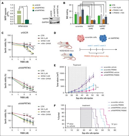 NAPRT silencing reduces intracellular NAD+ content and sensitizes MM cells to NAMPT-i in vitro and in a xenograft mouse model. (A) In RPMI 8226 cells, NAPRT depletion was achieved using 2 different shRNA (sh2 and sh5) specific for NAPRT or scrambled control. NAPRT silencing was validated using qPCR (left panel) and WB (right panel) analyses. (B) Isogenic RPMI 8226 cells as in panel A were treated for 48 hours with FK866 in the presence or absence of NA and their combinations. Then, intracellular NAD+ level was determined by cyclic enzymatic assay, expressed in nmol and normalized for cell mass (mg of total proteins). (C) Cell viability of scramble, shNAPRT 2, and shNAPRT 5 RPMI 8226 cells treated with FK866 in the presence or absence of NA (2 μM), 2-HNA (1 mM), or their combos for 72 hours was measured with MTS assay and presented as a percentage of control (specific control). (D) Schematic representation of the in vivo experiment. (E) Female NOD/SCID J mice (8 weeks of age) were injected subcutaneously in both flanks with MM1S cells transduced with shNAPRT2 or scramble (4.5 × 106 viable cells). After the detection of tumors, mice from both groups were randomized and treated with either vehicle dimethyl sulfoxide (DMSO; scramble, n = 5; shNAPRT 2, n = 6) or FK866 (30 mg/kg; scramble and shNAPRT 2, n = 6) administered intraperitoneally twice a day for 18 days. Tumor volume was evaluated by caliper measurement. A significant delay in tumor growth was observed after treatment in shNAPRT2 cell–xenografted mice compared with scramble (∗∗∗P = .0008). Data represent the mean tumor volume ± standard deviation. (F) Kaplan-Meier survival curve of xenograft mice bearing MM1S scramble and shNAPRT 2 tumors. Mice carrying NAPRT-silenced tumors showed increased survival after FK866 treatment compared with mice bearing control tumors (∗P = .011). n indicates the number of tumors per treatment group. Data were analyzed by 2-tailed Student t test for panels A-B,E or by log-rank Mantel-Cox test for panel F. For panels A-C, data are representative of at least 2 independent experiments. ∗P ≤ .05; ∗∗P < .01; ∗∗∗P ≤ .001; ∗∗∗∗P ≤ .0001; unpaired t test. CTR, control; NOD/SCID, nonobese diabetic severe combined immunodeficiency; ns, not significant; qPCR, quantitative polymerase chain reaction.