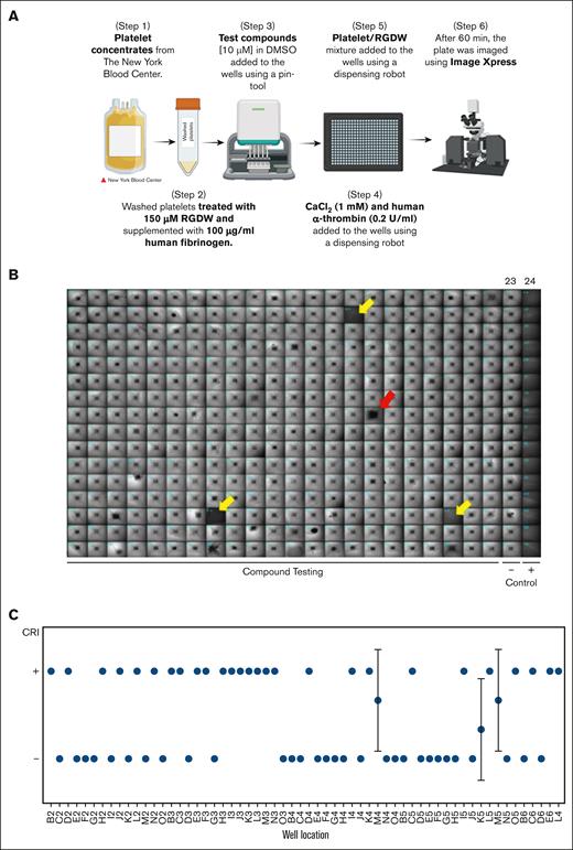 The HTS assay. (A) Stepwise diagram of the miniaturized CR assay for HTS. (B) Prototypical 384-well plate resulting from the miniaturized CR assay. Retracted clots in the negative control column (23), which were treated with thrombin (0.2 U/mL) but no test compounds, appear as small, dense squares, whereas the wells in the positive control column (24), which did not receive thrombin, appear uniformly dark. The vast majority of the compounds tested in the plate do not inhibit CR, but there are 3 wells that show full inhibition of CR and were considered a hit (yellow arrows) and 1 that shows incomplete inhibition (red arrow), that is, not considered a hit. (C) Results of testing 60 compounds on 3 different dates using 3 different platelet preparations. The results were averaged and displayed as mean ± standard deviation (SD). CRI, CR inhibition; DMSO, dimethyl sulfoxide. Figure panel A created with BioRender.com.