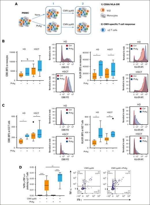 Bystander adjuvant activity of PhAg-stimulated Vδ2 T cells. (A) Schematic representation of the in vitro model to study the Vδ2 T-cell bystander adjuvant activity on antigen presenting cell maturation (1) and on viral specific αβ T-cell response (2). (B-C) The expressions of CD86 and HLA-DR on monocytes (A) and on Vδ2 T cells (B) were compared between unstimulated and PhAg-stimulated PBMCs from HDs (n = 10) and HSCT recipients (n = 9). Differences between unstimulated and PhAg-stimulated cells were evaluated by Wilcoxon paired test ∗P < .05; ∗P < .01; Differences between HDs and HSCT recipients were evaluated by Mann-Whitney U test; §P < .05. Representative histograms showing the significantly different expression of CD86 and HLA-DR on monocytes and Vδ2 T cells are shown. (D) The frequency of CMV-specific T cells was compared between unstimulated and PhAg-stimulated PBMCs from HDs (n = 10). Differences between unstimulated and PhAg-stimulated PBMCs were evaluated by Wilcoxon paired test ∗∗∗∗P < .001; ∗∗P < .01. Representative dot plots showing IFN-γ/TNF-α production are shown. MFI, median fluorescence intensity.