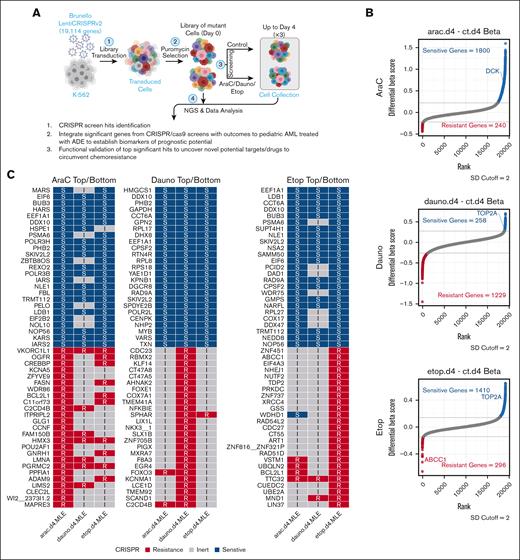 Overall significant gene markers from ADE CRISPR screens. (A) CRISPR/Cas9 loss-of-function screening overall schema. (B) Significant marker genes were identified by CRISPR screens in response to AraC, Dauno, or Etop exposures, with sensitive marker genes for each drug highlighted in blue and resistant genes highlighted in red (SD cutoff, 2), whereas nonsignificant marker genes or inert marker genes highlighted in gray. (C) Top 25 sensitive and bottom 25 resistant markers for each drug screen CRISPR results. Dauno, daunorubicin; Etop, etoposide; I, inert markers for each drug; R represents resistant markers for each drug; S, sensitive markers for each drug. Diagram was created with BioRender.com.