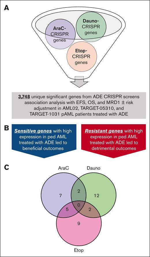 Clinical integration of significant CRISPR marker genes across ADE drugs in pAML cohorts treated with only ADE regimen. (A) All significant CRISPR signature marker genes for each drug with 3748 unique genes were further investigated in 3 independent pAML cohorts treated with ADE to determine the association between diagnostic gene expression and clinical outcomes (EFS, OS, and MRD1). (B) Each gene was evaluated to determine whether sensitive markers from CRISPR results with high expression led to beneficial (HR/OR <1) or resistant markers from CRISPR results with high expression led to detrimental outcomes (HR/OR >1) in all 3 clinical cohorts. Collectively, these marker genes were deemed to be biologically important genes with prognostic potential. (C) Significant markers genes with CRISPR screens and at least 1 significant clinical outcome in pAML cohorts treated with ADE either with or without risk adjustment. Significant outcomes were defined as P value < .05 in HR or OR.