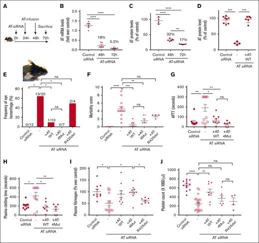 Characterization of the procoagulant phenotype of AT-deficient mice. (A) Schematic diagram of experimental design, in which 6- to 8-week-old C57BL/6 mice were treated with IV injection of AT siRNA (3.5 μg/g bodyweight), complexed with Invivofectamine 3.0. After 24 and 48 hours of siRNA injection, AT variants (AT-WT, AT-4Mut, and AT-R425del) were administered IV at 500 μg per injection. Mice were euthanized 72 hours after siRNA injection. (B) Expression of AT gene in liver tissues were measured through quantitative real-time polymerase chain reaction after 48 and 72 hours of siRNA treatment. β-actin was used as the reference gene. (C) Plasma levels of AT in control siRNA and AT siRNA–treated mice were measured by ELISA after 48 and 72 hours of the siRNA treatment. (D) Plasma levels of AT at the 72-hour time point were measured by ELISA. (E) Frequency of periocular hemorrhage for different animal groups in female mice is presented. (F) Morbidity scores in different animal groups are determined as described in “Methods.” (G) aPTT in different animal groups was measured using Stago ST4 coagulation analyzer. (H) Plasma clotting time in different animal groups was measured using STart 4 coagulation analyzer. (I) Plasma fibrinogen level in different animal groups was measured by ELISA. (J) Peripheral blood counts were measured using Hemavet 950 veterinary hematology analyzer. Platelet counts of different animal groups are presented. All data are presented as mean ± standard error of the mean (SEM). n ≥ 7. Statistical analysis was performed using Graph Pad Prism 10. P values are determined by 1-way analysis of variance (ANOVA), followed by Bonferroni multiple comparison test. ∗P < .05; ∗∗P < .01; ∗∗∗P ≤ .001; ∗∗∗∗P ≤ .0001. ns, not significant.