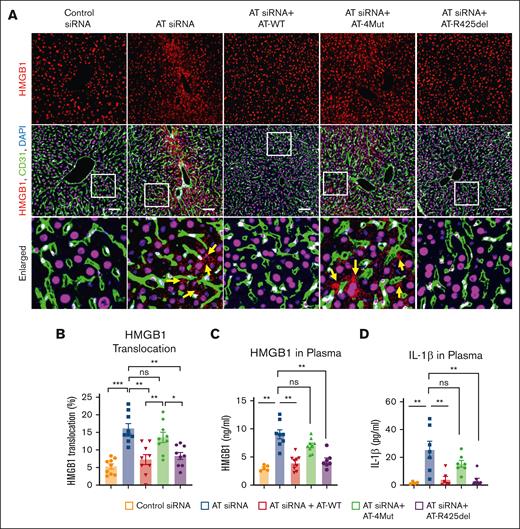 Analysis of HMGB1 translocation and release in AT-deficient and AT-infused mice. Mice were treated with control siRNA and AT siRNA, followed by infusion of saline, AT-WT, AT-4Mut, or AT-R425del at 24 and 48 hours of siRNA treatment. Mice were euthanized after 72 hours of siRNA treatment and perfused with PBS. (A) Perfused liver cryosections were fixed, permeabilized, and incubated with anti-HMGB1 (rabbit) and anti-CD31 (goat) antibodies followed by Alexa Fluor 555–conjugated anti-rabbit and Alexa Fluor 488–conjugated anti-goat antibodies. DAPI was used to stain the nucleus. Arrows indicate nuclear to cytoplasmic translocation of HMGB1. Inset boxes from each group are magnified. Scale bar, 50 μm. (B) The quantification of HMGB1 translocation from the nucleus to the cytoplasm. (C) Plasma level of HMGB1 was measured using commercial ELISA kit according to the manufacturer’s protocol. (D) Plasma level of IL-1β was measured using a commercial ELISA kit according to the manufacturer’s protocol. All data are presented as mean ± SEM. n ≥ 4. Statistical analysis was performed using Graph Pad Prism 10. P values are determined by 1-way ANOVA, followed by Bonferroni multiple comparison test. ∗P < .05; ∗∗P < .01; ∗∗∗P ≤ .001. ns, not significant.