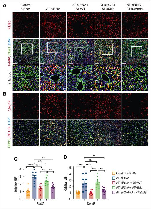 Analysis of liver tissue macrophages. Mice were treated with control siRNA or AT siRNA, followed by infusion of saline, AT-WT, AT-4Mut, or AT-R425del at 24 and 48 hours of siRNA treatment. (A) Perfused liver cryosections were fixed, permeabilized, and incubated with anti-F4/80 (rat) and anti-CD31 (goat) antibodies followed by Alexa Fluor 562–conjugated anti-rat and Alexa Fluor 488–conjugated anti-goat antibodies. DAPI was used to stain the nucleus. Inset boxes from each group are magnified. Scale bar, 50 μm. (B) Perfused liver cryosections were fixed, permeabilized, and incubated with Clec4F (goat) and anti-CD31 (rat) antibodies followed by Alexa Fluor 562–conjugated anti-goat and Alexa Fluor 488–conjugated anti-rat antibodies. DAPI was used to stain the nucleus. Scale bar, 50 μm. (C-D) Relative intensity of F4/80 and Clec4F stain presented. All data presented as mean ± SEM. n ≥ 4. Statistical analysis was performed using Graph Pad Prism 10. P values are determined by 1-way ANOVA, followed by Bonferroni multiple comparison test. ∗P < .05; ∗∗P < .01; ∗∗∗P ≤ .001. MFI, mean fluorescence density; ns, not significant.