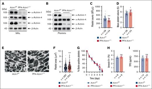 PF4-Actn1−/− mice recapitulate the main features of thrombocytopenia without changes in platelet turnover. (A) Mouse MKs were isolated from the BM of Actn1f/f and PF4-Actn1−/− mice by flow sorting, and the protein expression of α-actinin-1, α-actinin-4, and total α-actinin was analyzed via western blotting. β-Actin was used as a loading control. (B) Washed platelets from Actn1f/f and PF4-Actn1−/− mice were lysed, and the protein levels of α-actinin-1, α-actinin-4, and total α-actinin were analyzed via western blotting. β-Actin was used as a loading control. (C) Platelet counts in the peripheral blood of Actn1f/f (n = 28 mice) and PF4-Actn1−/− (n = 24 mice) mice. (D) Mean platelet volume in Actn1f/f (n = 28 mice) and PF4-Actn1−/− (n = 24 mice) mice. (E) TEM images of platelets from Actn1f/f and PF4-Actn1−/− mice. Representative images from 1 of 3 experiments with similar results are displayed. The scale bar is 2 μm. Male mice aged 6 to 10 weeks were used for these animal experiments. (F) The area of each platelet in cross-sections of the TEM was measured (n = 287, Actn1f/f platelets; n = 254, PF4-Actn1−/− platelets). (G) The platelet life span was measured by determining the percentage of biotin-positive platelets in vivo at the indicated time points after tail vein injection of NHS (N-hydroxysuccinimide ester)–biotin in Actn1f/f and PF4-Actn1−/− mice (n = 10 mice per group). (H) Platelet apoptosis in Actn1f/f (n = 8 mice) and PF4-Actn1−/− (n = 6 mice) mice was measured by flow cytometry. (I) The concentration of TPO in the serum of Actn1f/f (n = 14 mice) and PF4-Actn1−/− (n = 10 mice) mice. ∗P < .05; ∗∗∗P < .005. ns, not significant.
