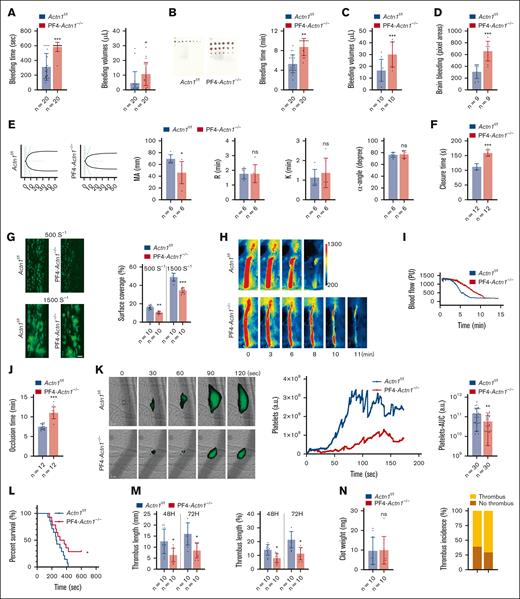 PF4-Actn1−/− mice exhibit reduced primary hemostasis and thrombosis. (A) The tail tips of the mice were amputated, and the mice were then immersed in saline. The tail transection bleeding time and bleeding volume were monitored in Actn1f/f and PF4-Actn1−/− mice (n = 20 mice per group). (B) Tail bleeding time (via the filter paper method) in Actn1f/f and PF4-Actn1−/− mice and the results of the statistical analysis are shown (n = 20 mice per group). (C) Bleeding volumes after a calibrated injury to the liver in Actn1f/f and PF4-Actn1−/− mice (n = 10 mice per group). (D) Relative quantification of the areas of bleeding in the brains of Actn1f/f and PF4-Actn1−/− mice (n = 9 mice per group). (E) Representative thromboelastography (TEG) tracings of whole blood from Actn1f/f and PF4-Actn1−/− mice. Analysis of the maximal amplitude (MA), reaction time, kinetics time, and α-angle in Actn1f/f and PF4-Actn1−/− blood via TEG (n = 6 mice per group). (F) Citrate-anticoagulated blood samples were obtained from Actn1f/f and PF4-Actn1−/− mice and subsequently transferred to collagen/ADP cartridges. The in vitro closure time (CT) was measured with a PFA-200 (n = 12 mice per group). (G) Thrombus formation of Actn1f/f and PF4-Actn1−/− platelets at shear rates of 500 or 1500 s-1. Citrate anticoagulant and recalcified whole blood were perfused at 500 or 1500 s-1 for 5 minutes. An Alexa Fluor 488–conjugated anti-CD41 antibody was used to label the platelets. Thrombus formation was observed and imaged under an inverted fluorescence microscope. The left panel shows representative images from 3 independent experiments of platelet thrombi. Arrows indicate the direction of blood flow. The scale bar is 100 μm. The right panel shows the quantitative data reflecting the percentage of surface coverage (n = 10 fields per group). The data are presented as the mean ± standard deviation (SD) from 10 randomly selected visual fields of at least 3 independent experiments. (H) Representative images of carotid artery blood flow in FeCl3-treated Actn1f/f and PF4-Actn1−/− mice obtained via laser speckle perfusion imaging (n = 12 mice per group). Blood flow was monitored for 20 minutes. (I) Representative traces of blood flow in mice with FeCl3-induced occlusive carotid artery thrombosis. (J) Quantitative analysis of the duration of complete vessel occlusion (n = 12 mice per group). The data are presented as the means ± SDs. (K) Laser injury–induced thrombus formation in the cremasteric arterioles of Actn1f/f and PF4-Actn1−/− mice (n = 5 mice per group). Platelet accumulation was visualized via intravital microscopy after laser injury using a DyLight 649–conjugated anti-GPIbβ (CD42c) antibody derivative. Representative images depicting platelet counts at the indicated time points after injury in Actn1f/f and PF4-Actn1−/− mice. The medium fluorescence intensities of the platelets over time were analyzed for all the images from the Actn1f/f and PF4-Actn1−/− mice. The area under the curve (AUC) for the platelets from each capture was plotted for the Actn1f/f and PF4-Actn1−/− mice (n = 30 captures per group). (L) Survival of Actn1f/f and PF4-Actn1−/− mice after induction of pulmonary thromboembolism via the injection of a collagen/epinephrine mixture through the tail vein (n = 14 mice per group). (M) Actn1f/f and PF4-Actn1−/− mice were intraperitoneally injected with carrageenan solution (1%, 110 μL per mouse). On days 2 and 3, thrombus length was measured in the carrageenan-induced thrombosis mice. The thrombosis rate (the ratio of tail length with thrombus to whole tail length) was calculated for the tails of carrageenan-induced thrombosis mice (n = 10 mice per group). (N) Venous thrombus formation in the deep venous thrombosis model. Thrombus formation in the inferior vena cava (IVC) was induced by partial vein ligation. Twenty-four hours after ligation of the IVC, thrombosis samples were collected to measure the weight and calculate the incidence of thrombus formation in Actn1f/f and PF4-Actn1−/− mice (n = 10 mice per group). ∗P < .05; ∗∗P < .01; ∗∗∗P < .005. ns, not significant.