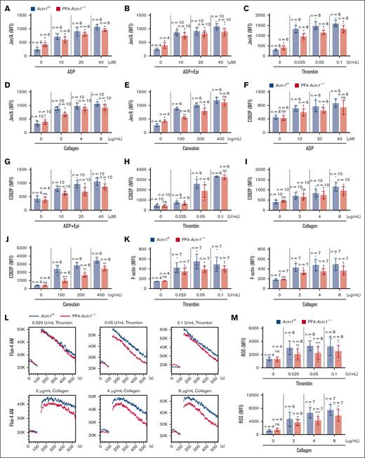 α-Actinin-1 deficiency inhibits platelet activation, actin polymerization, calcium mobilization, and ROS generation. Flow cytometric analyses of JON/A binding (for activated integrin αIIbβ3) on washed platelets from Actn1f/f and PF4-Actn1−/− mice after stimulation with different agonists, including (A) ADP (0, 10, 20, and 40 μmol/L; n = 6 mice per group), (B) ADP + epinephrine (Epi; 0, 10, 20, and 40 μmol/L; n = 4-10 mice per group), (C) thrombin (0, 0.025, 0.05, and 0.1 U/mL; n = 6-8 mice per group), (D) collagen (0, 2, 4, and 8 μg/mL; n = 10 mice per group), and (E) convulxin (0, 100, 200, and 400 ng/mL; n = 4-6 mice per group). Flow cytometric analyses of CD62P (for exposure) on washed platelets from Actn1f/f and PF4-Actn1−/− mice after stimulation with (F) ADP (0, 10, 20, and 40 μmol/L; n = 6 mice per group), (G) ADP + Epi (0, 10, 20, and 40 μmol/L; n = 4-10 mice per group), (H) thrombin (0, 0.025, 0.05, and 0.1 U/mL; n = 6-10 mice per group), (I) collagen (0, 2, 4, and 8 μg/mL; n = 10 mice per group), or (J) convulxin (0, 100, 200, and 400 ng/mL; n = 4-6 mice per group). Actn1f/f and PF4-Actn1−/− platelets were stimulated with thrombin (n = 4-7 mice per group) and collagen (n = 7 mice per group) at the indicated concentrations, and the relative F-actin content (K) was determined by flow cytometry. (L) Representative traces of changes in global calcium content (n = 6 mice per group). (M) The levels of intracellular ROS in Actn1f/f and PF4-Actn1−/− platelets stimulated with thrombin (n = 4-8 mice per group) and collagen (n = 4-7 mice per group) at the indicated concentrations were determined by flow cytometry. The data are presented as the mean ± SD. ∗P < .05; ∗∗P < .01; ∗∗∗P < .005. Fluo-4 AM, Fluo-4 acetoxymethyl ester; MFI, mean fluorescence intensity; ns, not significant.