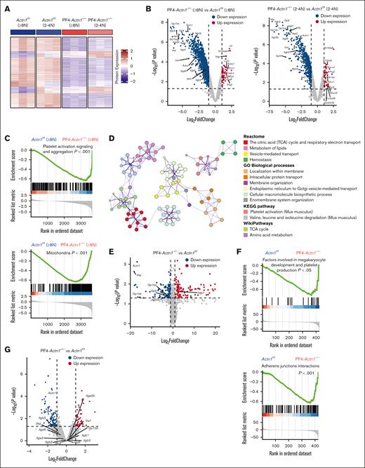 Bioinformatics analysis showing that α-actinin-1 deficiency alters platelet production and function through mitochondrial protein expression. (A) Heat map of the MK proteomics of low (ploidy 2 N and 4 N) or high (ploidy ≥8 N) ploidy after differential protein expression analysis. (B) Volcano plots showing differential protein expression in low- or high-ploidy MKs between Actn1f/f and PF4-Actn1−/− mice. (C) GSEA of differentially expressed proteins in high-ploidy MKs between Actn1f/f and PF4-Actn1−/− mice. The altered proteins in high-ploidy MKs revealed a signature related to platelet activation signaling and aggregation and mitochondria. (D) Network of enriched terms, which are colored according to cluster identity (ID), with nodes that share the same cluster ID typically close to each other. (E) Volcano plot of differential protein expression in platelets between Actn1f/f and PF4-Actn1−/− mice. (F) GSEA of differentially expressed proteins in platelets from Actn1f/f and PF4-Actn1−/− mice. The altered proteins in platelets revealed a signature related to factors involved in MK development and platelet production and adherens junction interactions. (G) Volcano plot of differentially expressed genes in MKs between Actn1f/f and PF4-Actn1−/− mice. GO, gene ontology; KEGG, Kyoto Encyclopedia of Genes and Genomes.