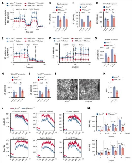 α-Actinin-1 deficiency results in impaired mitochondrial bioenergetics. (A) Mitochondrial respiration in platelets from Actn1f/f or PF4-Actn1−/− mice stimulated with medium (Med) or thrombin (Thr; 0.1 U/mL) was evaluated via Seahorse tracings (n = 5 independent experiments per group). The oxygen consumption rate (OCR) was measured with sequential injections of Med or thrombin (0.1 U/mL), oligomycin (Oligo), trifluoromethoxy carbonyl cyanide phenylhydrazone, or rotenone/antimycin A (Rot/AA). The following critical parameters of mitochondrial function were calculated: (B) basal respiration, (C) maximal respiration, and (D) ATP-linked respiration. Representative OCR (E) and extracellular acidification rate (ECAR) (F) data for Actn1f/f or PF4-Actn1−/− platelets treated with Med or Thr (0.1 U/mL) according to the real-time ATP rate assay protocol (n = 5 independent experiments per group). Metabolic flux analysis showing the quantification of (G) mitochondrial ATP (mitoATP) production, (H) GP ATP (glycoATP) production, and (I) total ATP production. The results are presented as the means ± SDs. (J) Representative TEM images from 3 independent experiments of mitochondria in Actn1f/f or PF4-Actn1−/− MKs. (K) The mitochondrial membrane potential (MMP) in platelets was analyzed via flow cytometry. The data are presented as bar graphs (n = 11 mice per group). (L) Representative traces of changes in mitochondrial calcium content. Mitochondrial calcium mobilization in thrombin-stimulated (0.025, 0.5, and 0.1 U/mL) and collagen-stimulated (2, 4, and 8 μg/mL) platelets was examined by flow cytometry (n = 8 mice per group). (M) The levels of mitochondrial ROS in the presence or absence of thrombin (0.025, 0.5, and 0.1 U/mL) or collagen (2, 4, and 8 μg/mL) were evaluated (n = 8 mice per group). The data are presented as the mean ± SD. ∗P < .05; ∗∗P < .01; ∗∗∗P < .005. MFI, mean fluorescence intensity; ns, not significant.